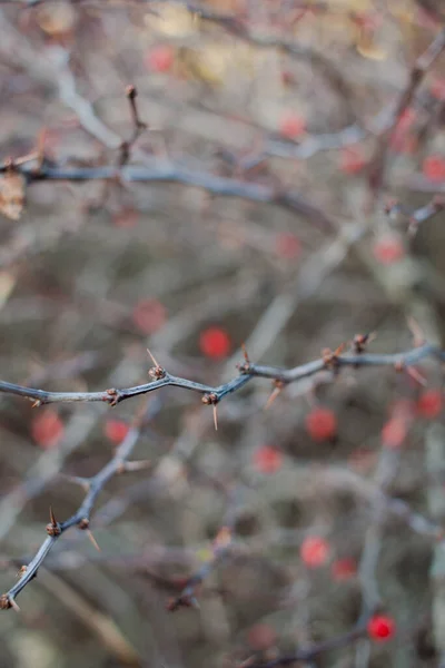 Bacche Rosse Ramo — Foto Stock