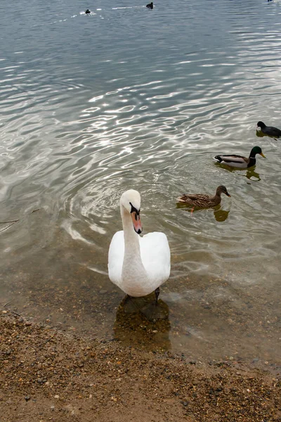 Zwaan Het Meer — Stockfoto