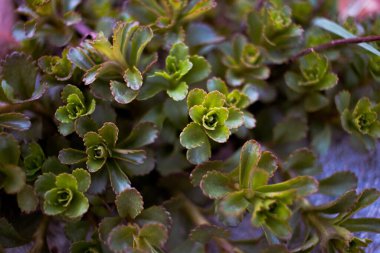 Bahçedeki yeşil bitki