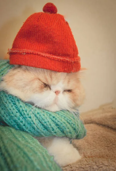 头戴红帽子的猫 — 图库照片