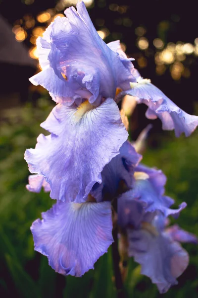 Flor Del Iris Jardín —  Fotos de Stock