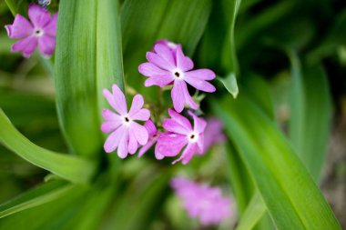 Bahçedeki pembe çiçekler