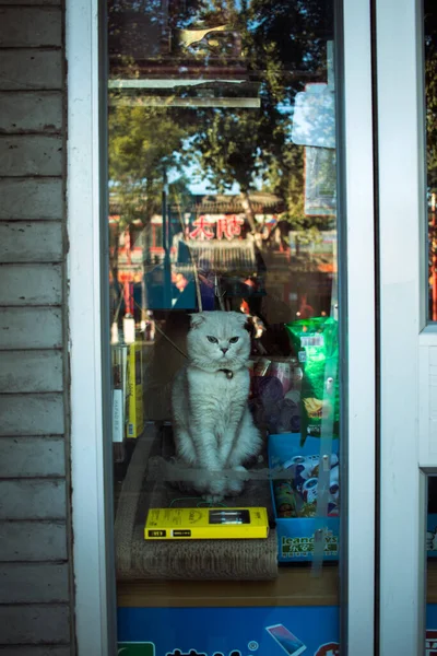 Kočka Výloze Obchodu — Stock fotografie