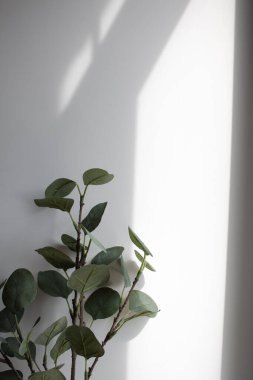 beyaz arkaplanda yeşil bitki