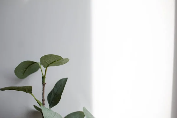 green plant on white background