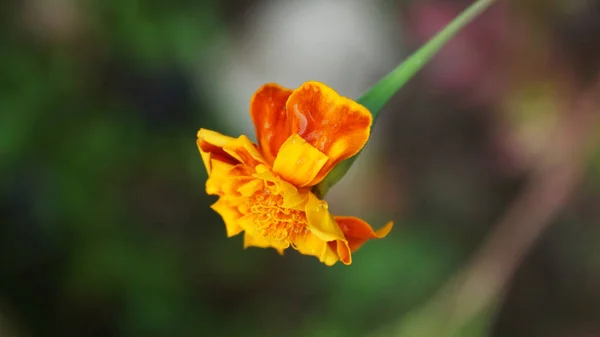 Flor Laranja Foto Macro — Fotografia de Stock