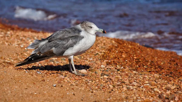 Sahilde dalgın martı