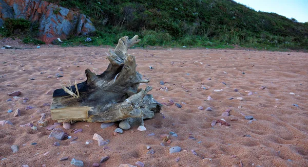 Kuma saplanmış bir kütük.