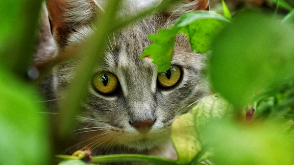Çalılıkların arasında sinsi bir kedinin bakışı.