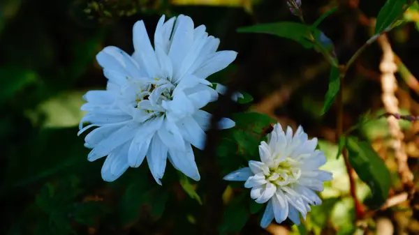 beyaz kasımpatı çiçek tomurcukları