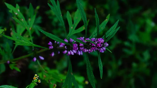 Anasının gözü resmi makro fotoğraf.