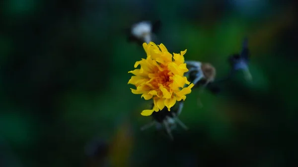 Macro Photo Dandelion — Stock Photo, Image