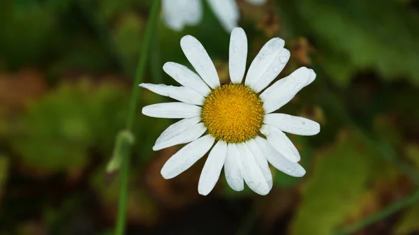 Yeşil Arka Planda Sevimli Papatya Çiçeği — Stok fotoğraf