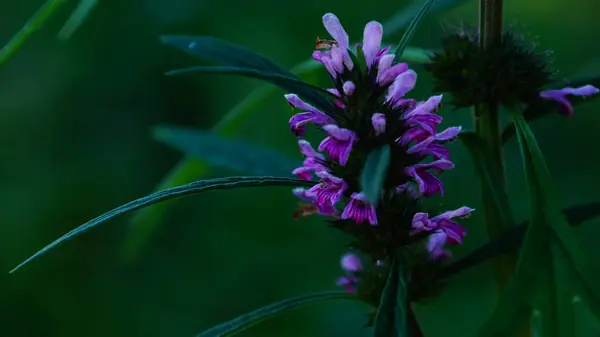 Makro fotograflı orospu çocuğu resmi.