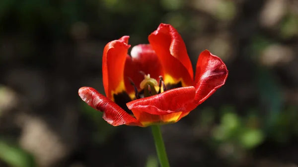 Bahçedeki kırmızı çiçek