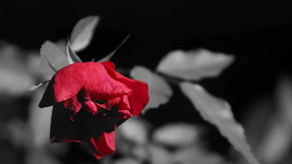 Siyah beyaz arka planda kırmızı bir çiçeğin deneysel fotoğrafı.