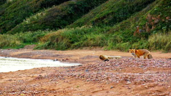 red fox in the sand