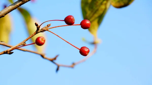 Kızıl Diken 'in Dalı