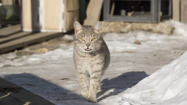 Gatto Grigio Con Occhi Gialli Cammina — Foto Stock