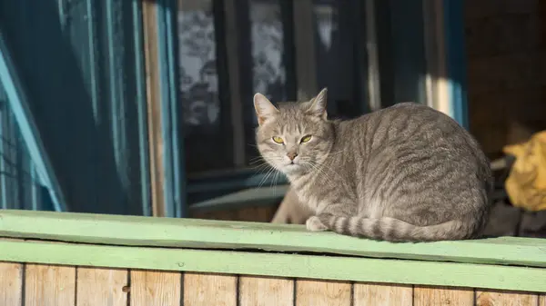 Güzel gri kedi güneşli pencere pervazında oturuyor