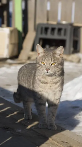 Красивая Серая Кошка Гуляет Солнечному Двору — стоковое фото