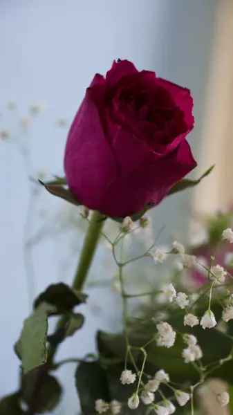 Küçük beyaz çiçekli güzel kırmızı bir gül.