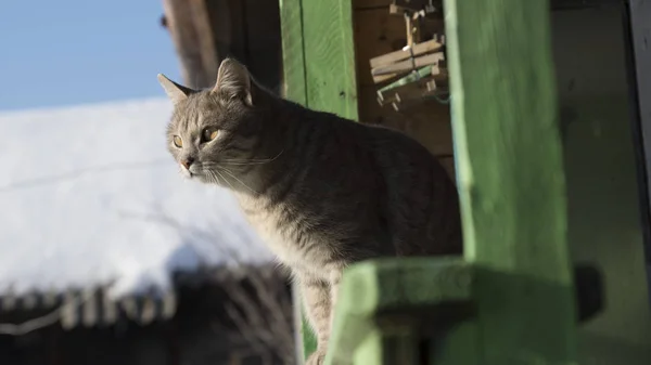 Sarı gözlü gri kedi bizi izliyor.