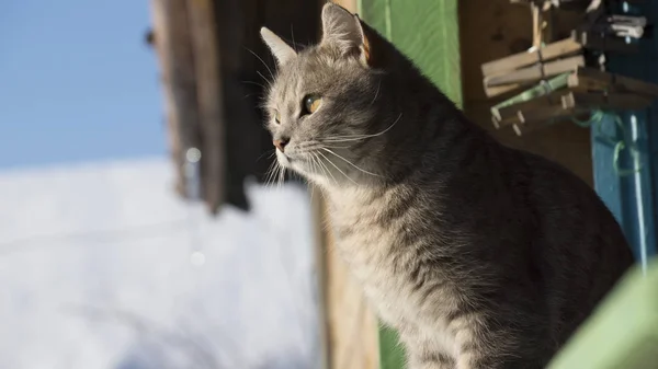 青い背景に国内のグレーの猫 — ストック写真