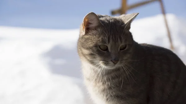 stock image beautiful gray cat on a blue background