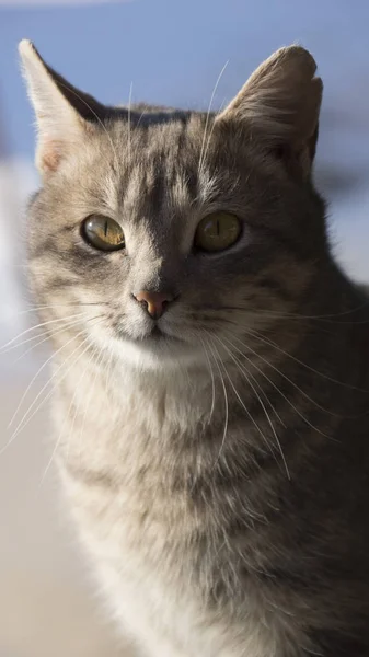 Cute Gray Cat Yellow Eyes — Stock Photo, Image