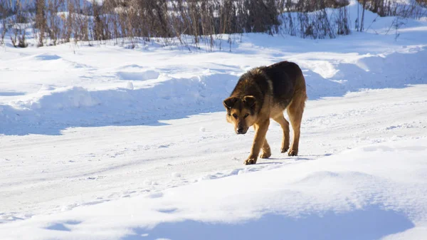 Serseri kahverengi köpek karlı bir yolda yürüyor.