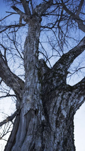 Mavi gökyüzüne karşı yosun kaplı yaşlı ağaç