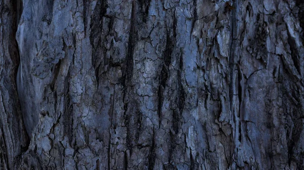 Gri benekli ağaç kabuğu dokusu, siyah-gri arkaplan
