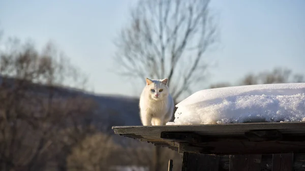 Çatıda yürüyen beyaz kedi, manzara