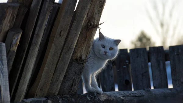 Gato Branco Que Caminha Telhado Paisagem — Fotografia de Stock