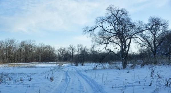 Kış manzarası, tarlada karlı bir yol, etraftaki ağaçlar.