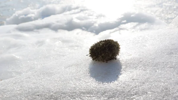 Deniz kışı manzarası, soğuk buzlu su