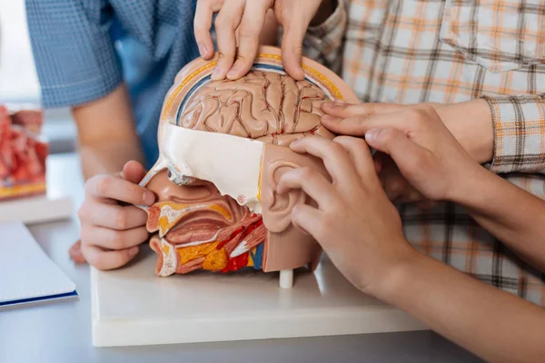 Περίεργος παιδιά σπουδάζουν δομή του εγκεφάλου — Φωτογραφία Αρχείου