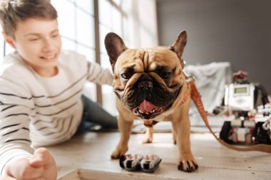 Kameraya poz köpekler burun, yakın çekim