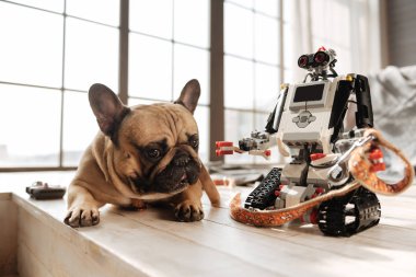 Küçük köpek teknik oyuncak yalan portresi