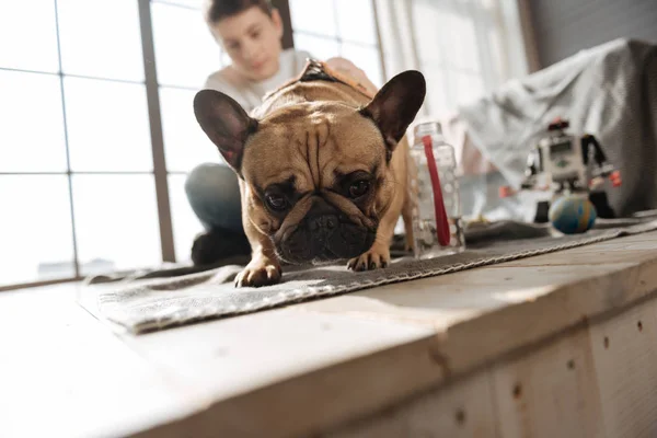 Kulaklarının dik tutmak pug köpek yakın çekim — Stok fotoğraf