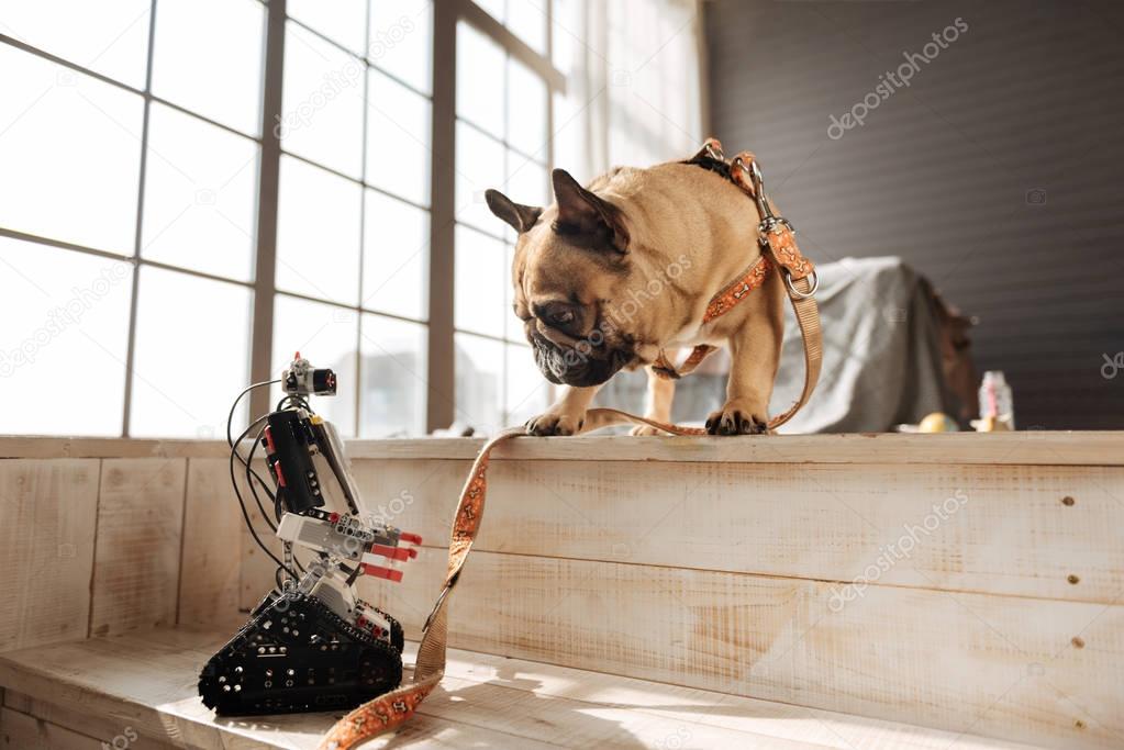 Amusing dog looking at robot of his master