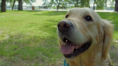 Büyük köpek parkta dinlenme yol