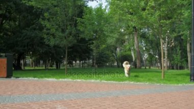 Parkta çalışan köpek