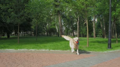 Sevimli köpek ağzında bir top ile çalışan