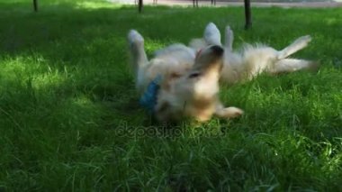 Safkan köpek çimenlerde dinlenme