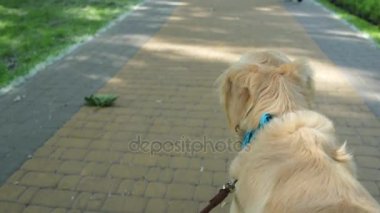 Hoş bir köpek ile ilgili ipucu yürüyen arkadan görünüş