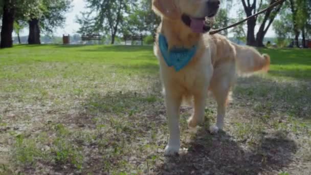 Bom cão de raça pura indo no parque — Vídeo de Stock