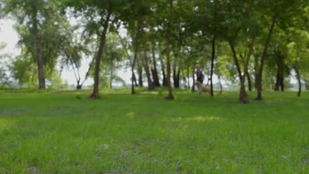 Renrasiga hund fånga bollen — Stockvideo