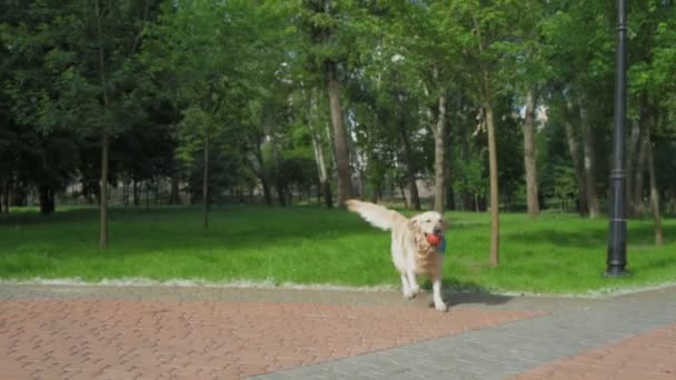 Cão bonito correndo com uma bola na boca — Vídeo de Stock